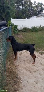 Rottweiler Stud Listing Image