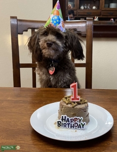 AussiePoo Stud Listing Image