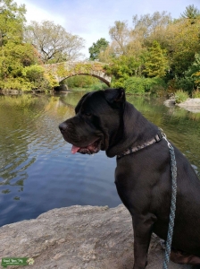 Handsome stud looking to breed Listing Image