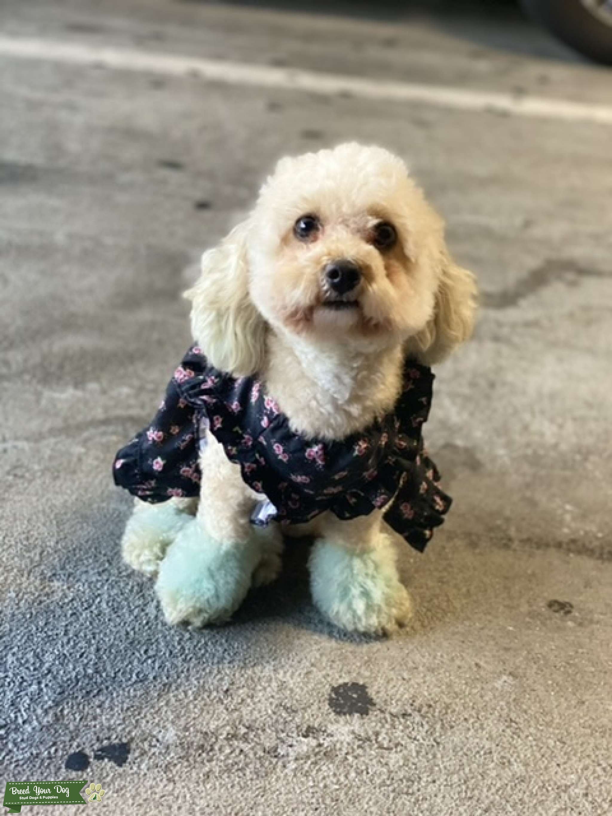 Toy Poodle Stud Dog North Carolina Breed Your Dog