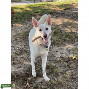White German Shepherd Stud Listing Image