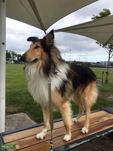 Rough Collie  Listing Image