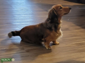 Long-Haired Miniature Dachshund Sable Listing Image