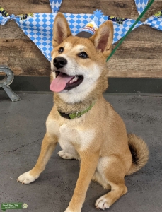 Handsome Stud Shiba Inu with calm demeanor Listing Image