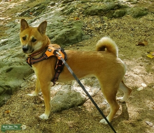 Red Shiba Inu Listing Image