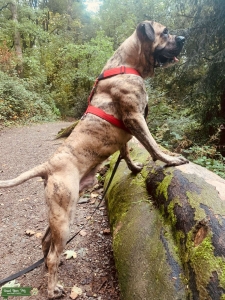presa canario for stud Listing Image