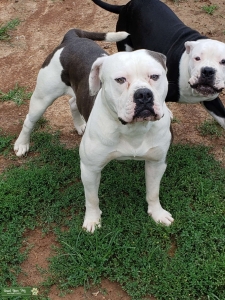 Blue/white American bulldog Listing Image