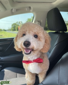 Seeking a girlfriend Listing Image