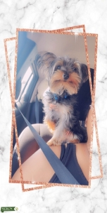 Tea Cup Yorkie Listing Image