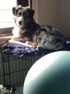 Mini Australian Shepherd  Listing Image