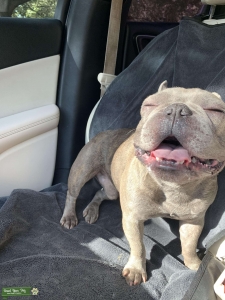 AKC Blue Brindle French Bulldog  Listing Image