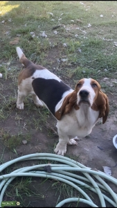 TRI-COLOR MALE  Listing Image