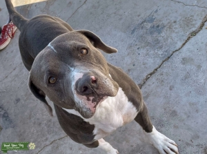 American Staffordshire terrier Listing Image