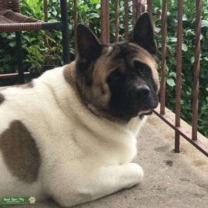 American Akita  Listing Image