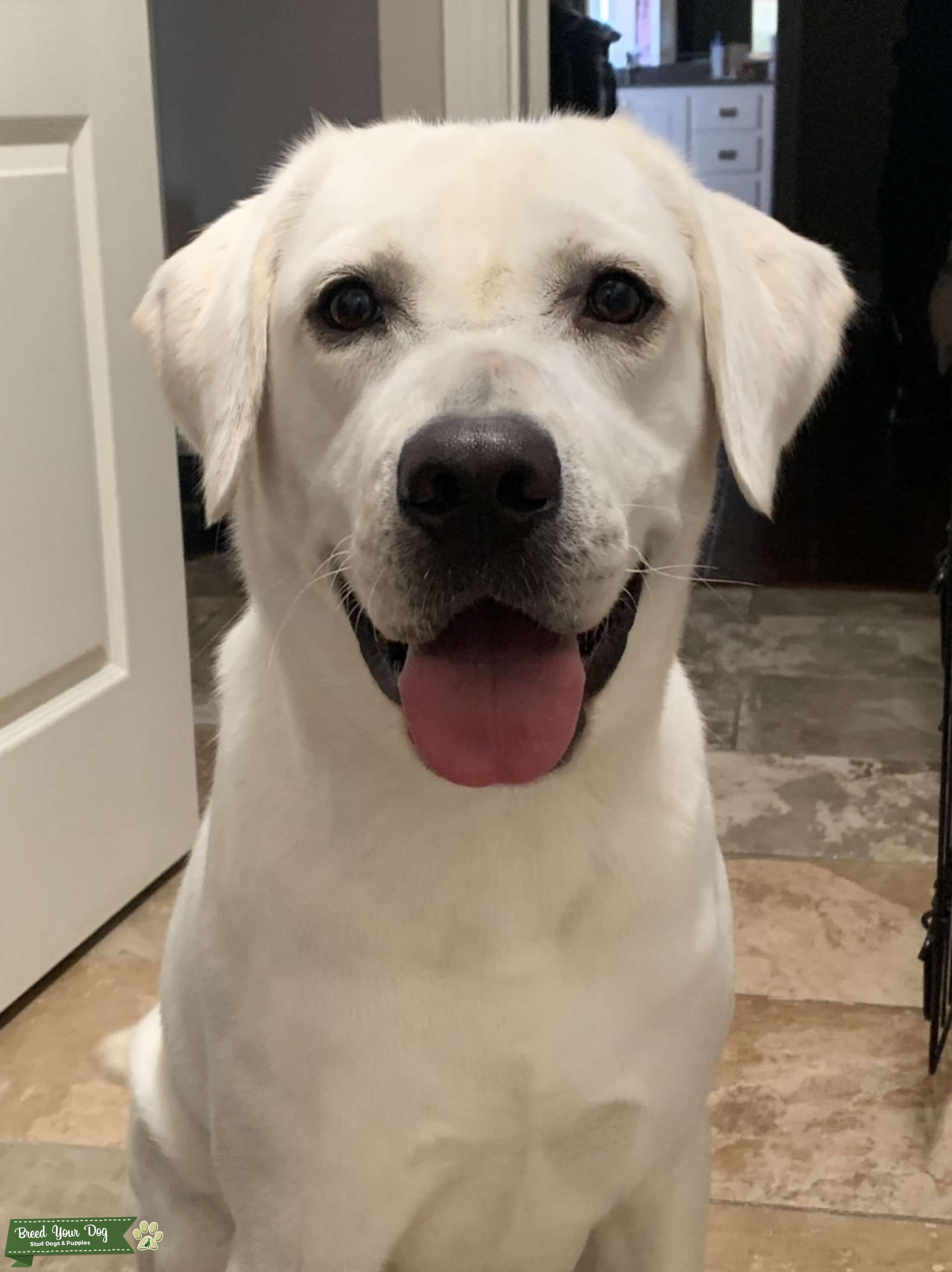 White Labrador Retriever Stud Stud Dog in Breaux Bridge, Louisiana