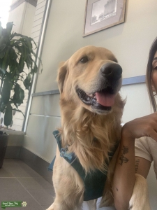 Looking for a female golden retriever  Listing Image