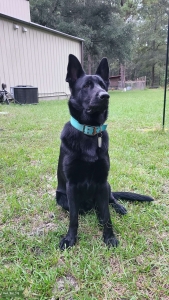 Solid black German shepherd Male Listing Image