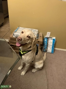 Yellow Labrador Retriever  Listing Image