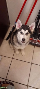 Female Siberian Husky Listing Image