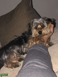 Morkie New To Being A Stud Listing Image