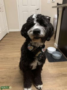 Beautiful F1B Aussiedoodle ESA Certified Male Listing Image