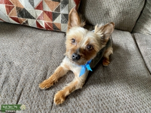 Yorkie Stud Listing Image