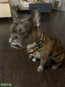 3 color Merle Frenchie Listing Image