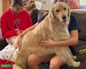 Pure Bred Golden Retriever Listing Image
