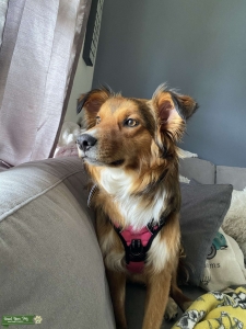Red Tricolor Aussie Listing Image