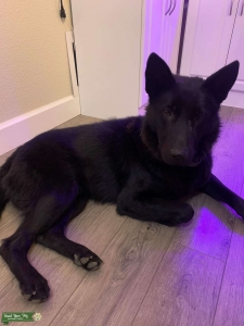 Solid Black German Shepherd Listing Image