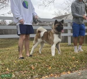 Big boy Astro the Akita Listing Image