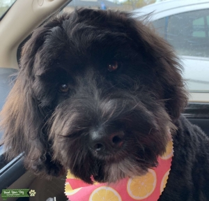 Aussiedoodle for stud with poodle in Virginia Beach, VA Listing Image