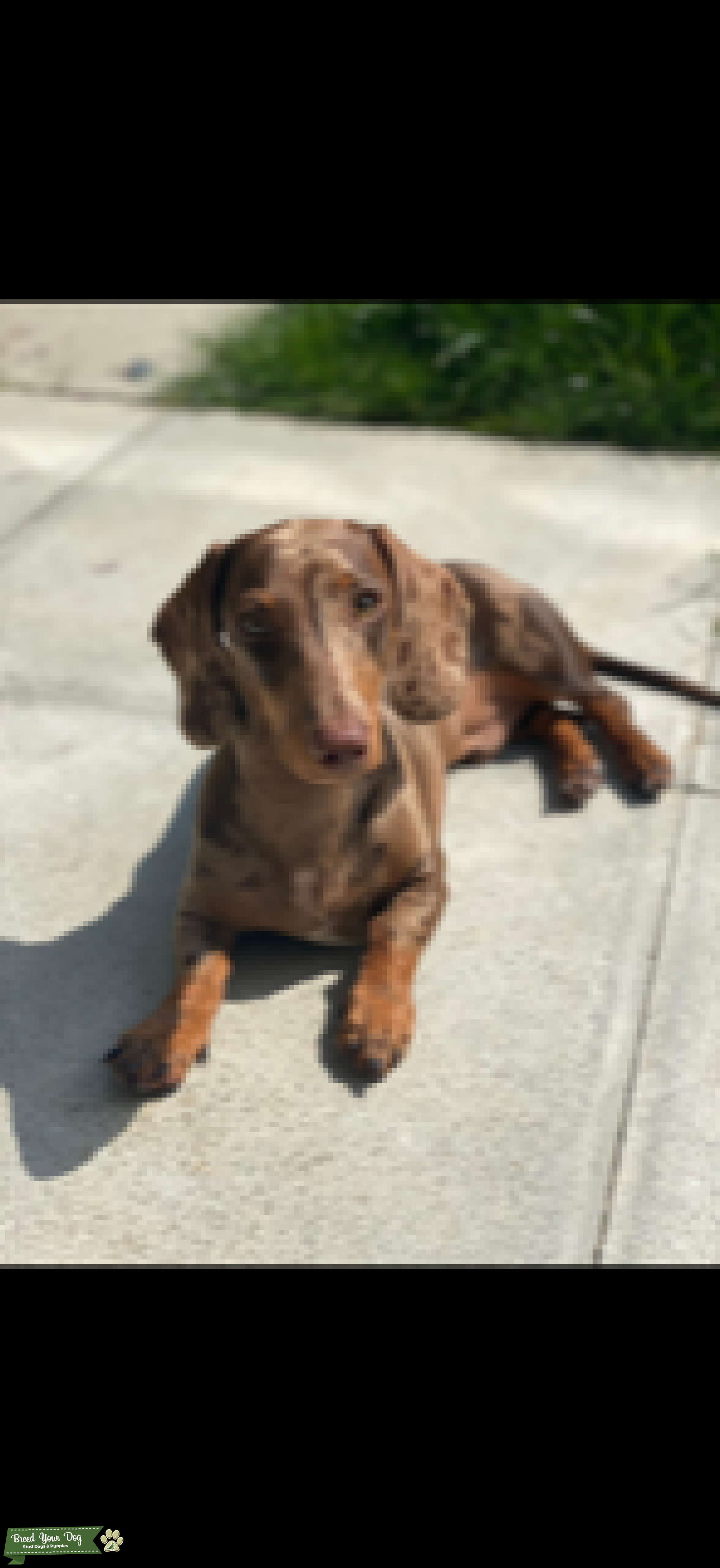 *Stud* Miniature Dachshund Choc & Tan Dapple Stud Dog in East Sussex