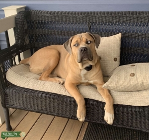 Tan Cane Corso Listing Image
