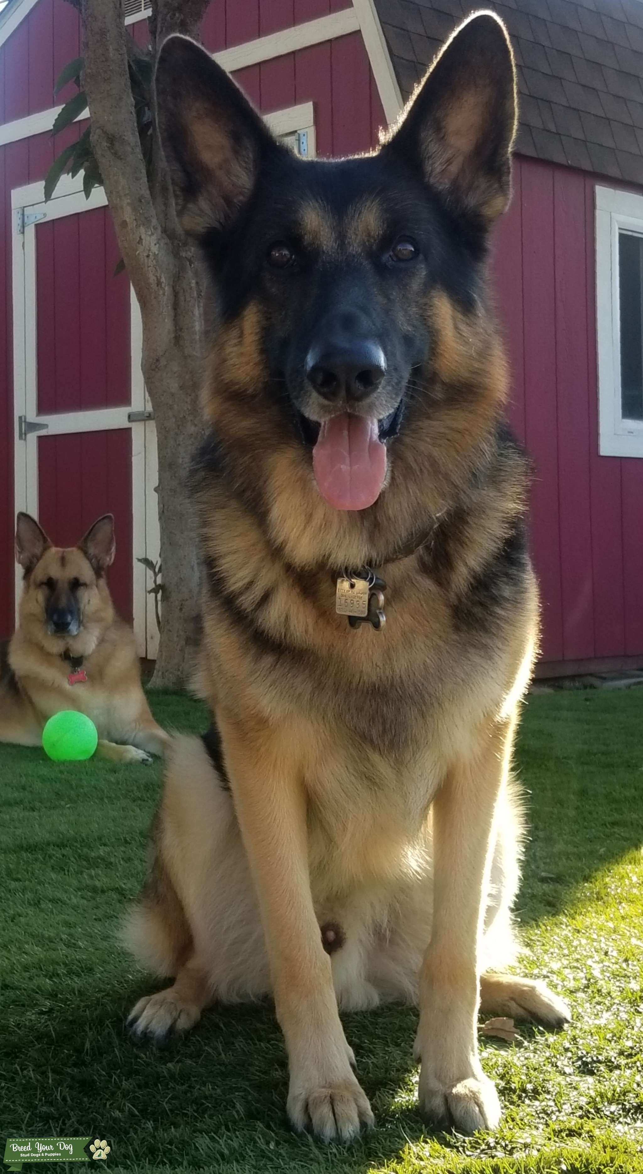 Purebred AKC German Shepherd Stud Dog San Diego Breed Your Dog