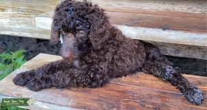 AKC Standard Poodle Listing Image