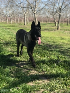 Belgian Malinois  Listing Image