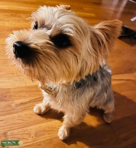 Tan/Black Yorkie Listing Image