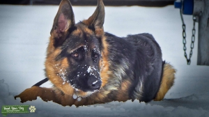Fluffy German Shepherd Listing Image