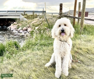 Sweetest Goldendoodle stud available now! Listing Image