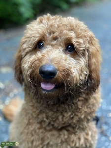 Goldendoodle Mini - Real Life Teddy Bear  Listing Image