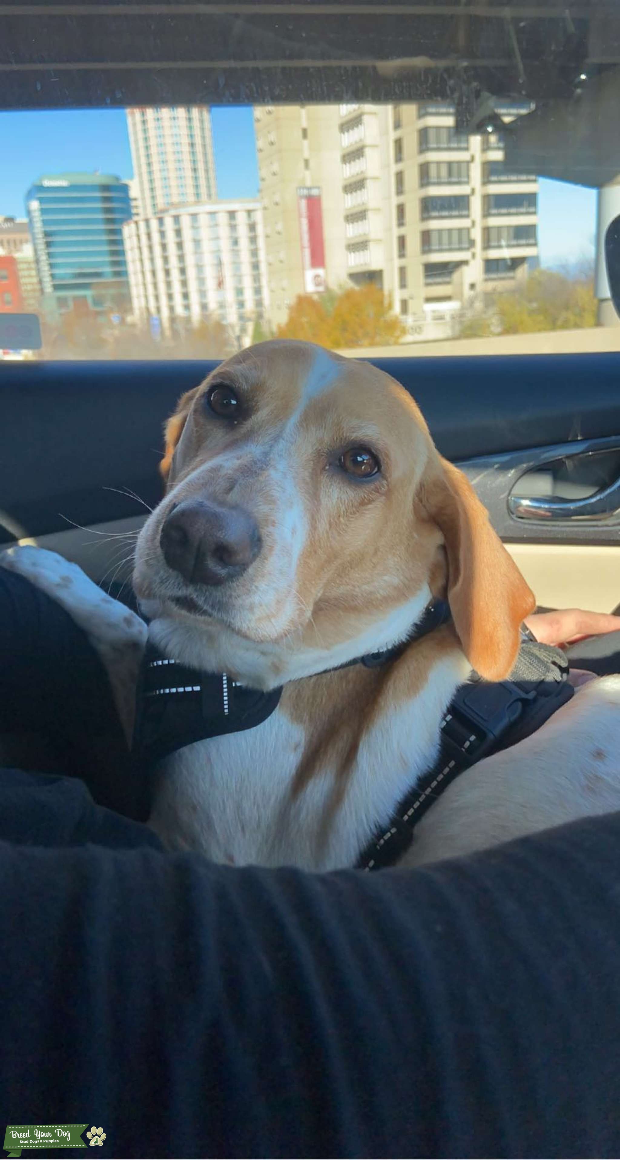 Beagle Lab mix Stud Dog in MO , United States Breed Your Dog