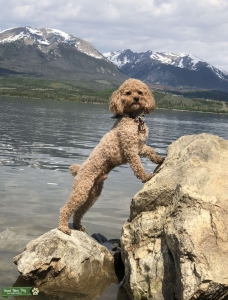 Red Toy Poodle Listing Image