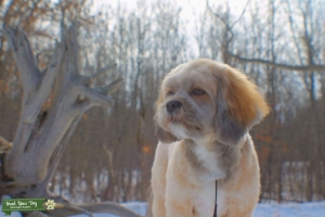 Lhasa Apso Listing Image