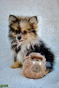 Merle Pomeranian Listing Image