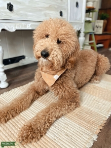 AKC • Standard Poodle • Male Listing Image