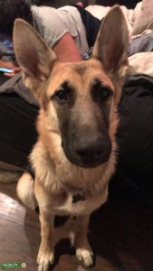 Male German shep Listing Image