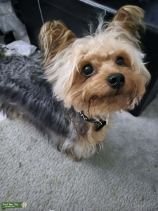 Special Kind of a Dog Listing Image