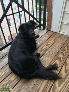 border collie mix Listing Image