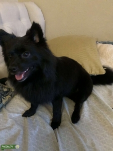 Regal Black Pom/Maltese mix  Listing Image